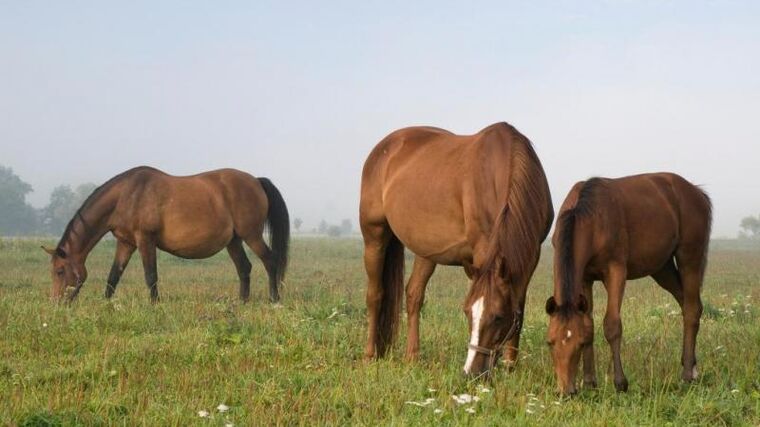 Neberte nám dotace na koně, stěžují si čeští farmáři