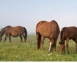 Děti v sedle. Letní tábor jako originální doplněk agroturistiky