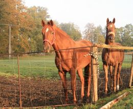 Zúčastněte se mezinárodní konference - Ochrana zvířat a welfare 2021