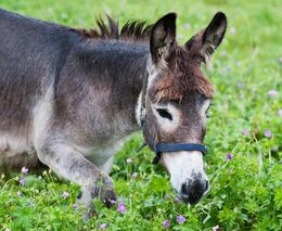 Zájezd: Výroba sýrů v Řecku s návštěvou farem v Srbsku a Maďarsku