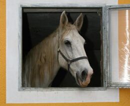 Kladrubský hřebčín zahajuje sezonu, otevírá i stáje v Heřmanově Městci