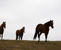 Kladrubský hřebčín otevřel opravenou historickou stáj Paddock
