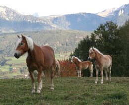 Zájezd do jižního Tyrolska pro všechny chovatele a příznivce koní plemene hafling