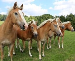 VIDEO: Jak podat deklaraci koní a zkontrolovat intenzitu zvířat ve vztahu k dotačním podmínkám?
