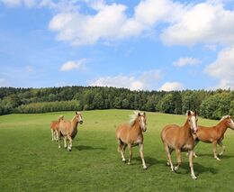 Zachraňte milovickou rezervaci, žádají vědecké a odborné instituce