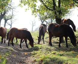 Koně mají napsáno v genech, že člověk je dobrý