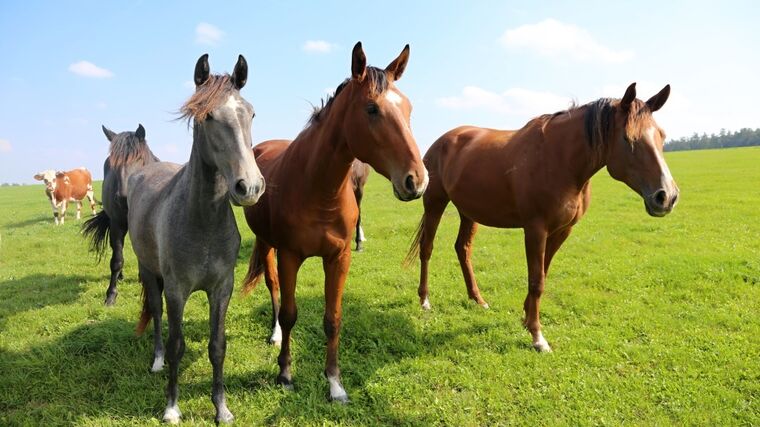 Využití teorie učení a biologických poznatků ve výcviku a využití koní