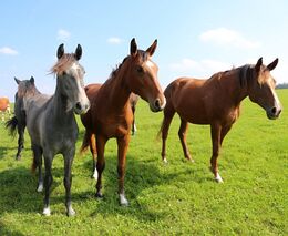 Pozvánka na „Den otevřených vrat“