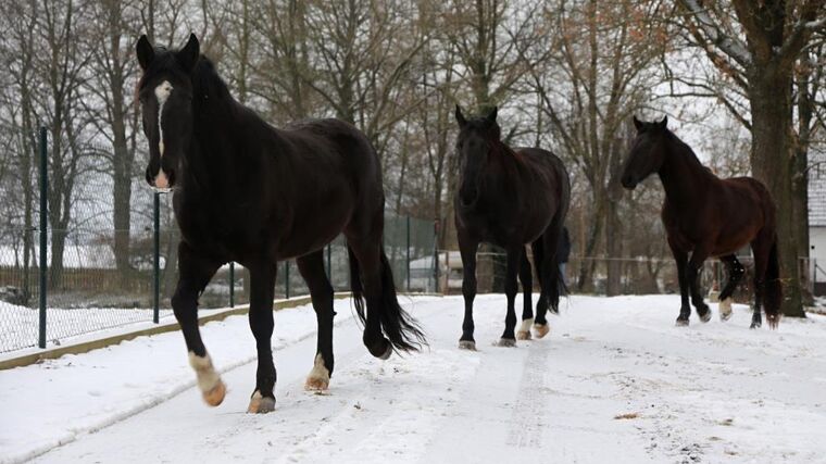 Veterináři se kvůli mrazu zaměří na životní podmínky zvířat v chladném počasí