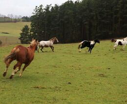 Ochránci přírody vypustili do přírody na Pardubicku divoké koně