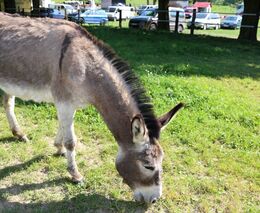 Zemědělství jako sociální projekt. Vzpomínky na dětství oživil seniorům den na statku