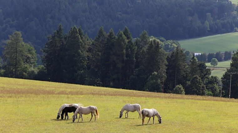 České farmáře a chovatele koní sužuje nedostatek sena. Záchranu hledají v Polsku