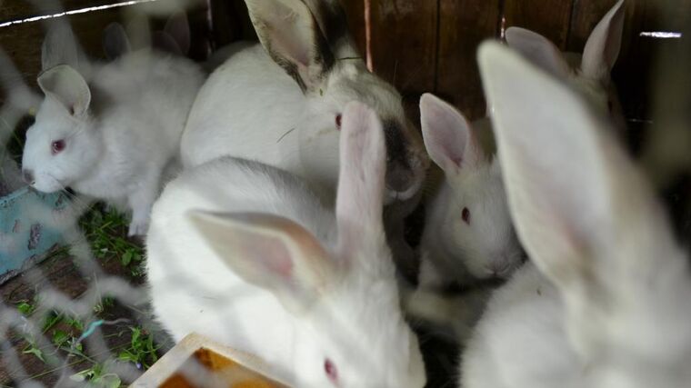 Reakce na nepřesné informace o údajném blížícím se zákazu přímého prodeje drůbežího a králičího masa