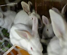 Reakce na nepřesné informace o údajném blížícím se zákazu přímého prodeje drůbežího a králičího masa