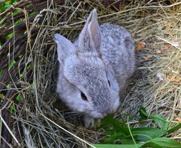 Metodika kontroly zdraví zvířat a nařízené vakcinace na rok 2021 byla zveřejněna