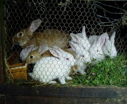 Konec klecí v Unii. Nejen slepice, ale i prasata či králíci se mají chovat bez mříží