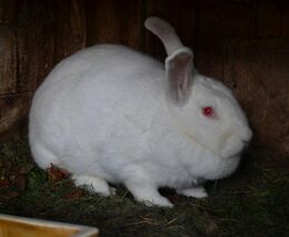 V ČR se dál organizuje pomoc pro Ukrajinu, mj. pro raněné či pro zvířata