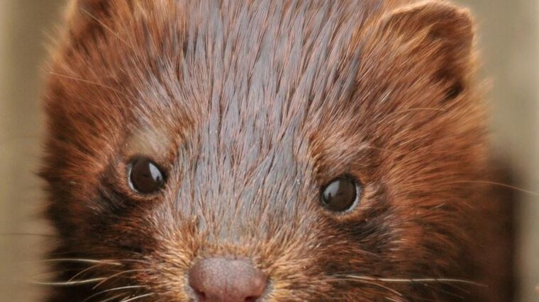 Koronavirus se objevil i u norků chovaných v Řecku