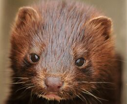 V Dánsku demonstrovaly stovky farmářů proti vybíjení norků, městem projely v traktorech