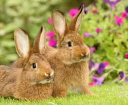 Živé dárky jsou drahé!