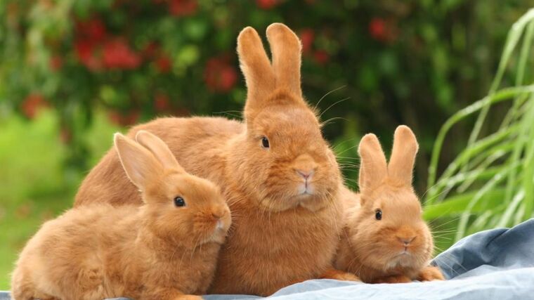 Veterináři loni uložili pokuty za 21,3 mil. Kč, předloni byly sankce 33 mil. Kč