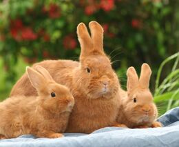 Veterináři loni uložili pokuty za 21,3 mil. Kč, předloni byly sankce 33 mil. Kč