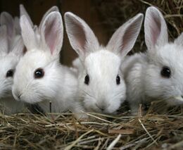 Týden podle PH č. 51 - 2020 (pH týdne: 4)