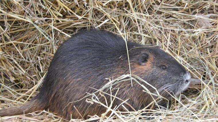 Zemědělský výbor podpořil odškodnění pro kožešinové farmáře