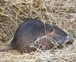 Zemědělský výbor podpořil odškodnění pro kožešinové farmáře