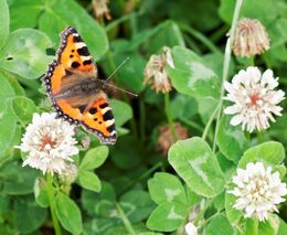 Kde jsou motýli? Na jaře tu prakticky nebyli, upozorňují vědci