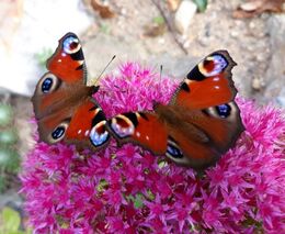 Motýli se rozletí skleníky Mendelovy univerzity v Brně