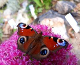 Motýlů ubývá, na vině je hlavně automobilová doprava a průmysl