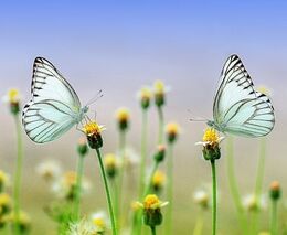 Modrásci u Přelouče zůstanou, vodní koridor bude muset změnit trasu