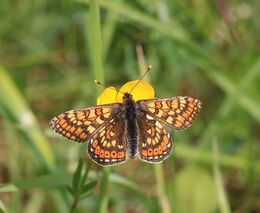 V podhůří Bílých Karpat vznikly motýlí dálnice, ještě jich přibude