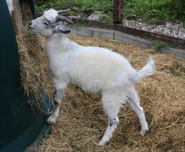 Stále více chovatelů má finanční problémy, zbavují se kvůli nim zvířat