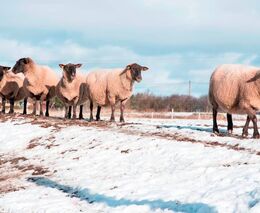 Jan Kováč: jak postupovat při tvorbě žádosti o újmu