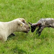 Kdybych krmil jehně granulemi, bylo by větší. Takové maso bych ale dětem nedal, říká farmář