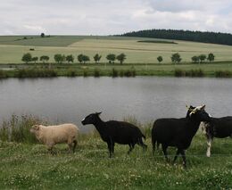 Ovečky se pasou, nálety dřevin mizí a vzácným druhům se v Lounském středohoří daří lépe