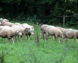Náhrada ztrát chovatelů v oblastech s výskytem vlka je stále nedostatečná