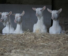 Kozí mléko pije víc lidí než kravské. Zpracovává se i v Česku
