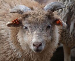 Miliony pomohou záchranným stanicím a centrům CITES i farmářům na ochranu stád před vlky.