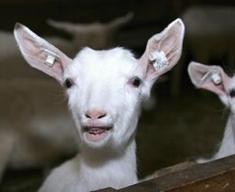 Ochrana zvířat má být zakotvena v Ústavě, navrhují poslanci. Souhlasí s tím 63 procent Čechů