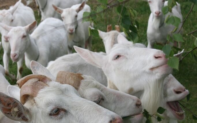 Návštěva u farmáře, který na české louky vrací plemenné kozy