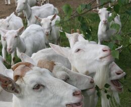 Návštěva u farmáře, který na české louky vrací plemenné kozy