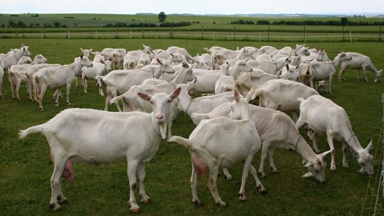Život ve městě vyměnil za náročné farmaření. S mléčnými výrobky sklízí úspěchy