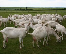 VIDEO pro žadatele o podporu VCS chov ovcí a koz  