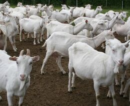 V chovu koz je Liberecký kraj na třetím místě v zemi