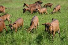 Vítejte na statku, kde práci malířů a sochařů posuzuje také stádo koz