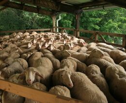 Proplácení žádostí o náhradu újmy