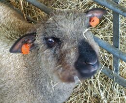 Expozice Svazu chovatelů ovcí a koz na výstavě Náš chov